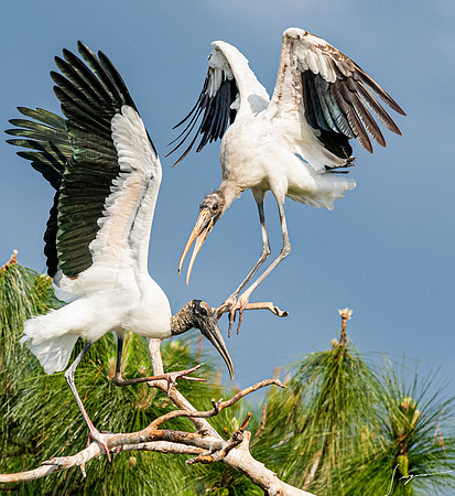 Gatorland20190413_1285