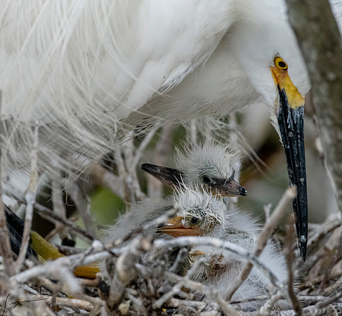 Gatorland20190413_0892