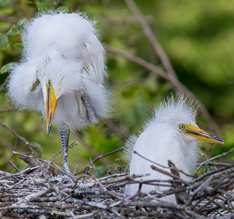 Gatorland20190413_0353