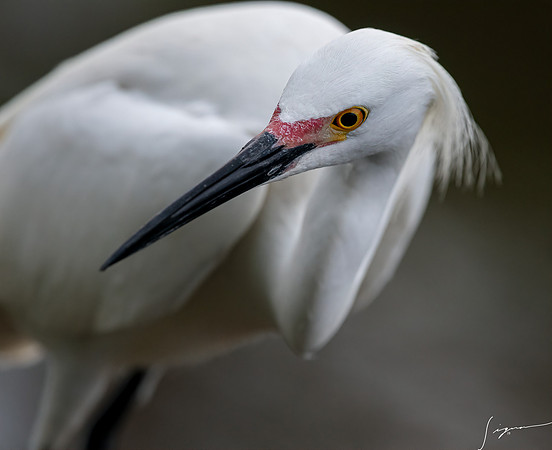 Gatorland20190413_1671-Edit