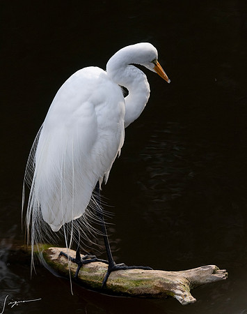 Gatorland20190413_1375