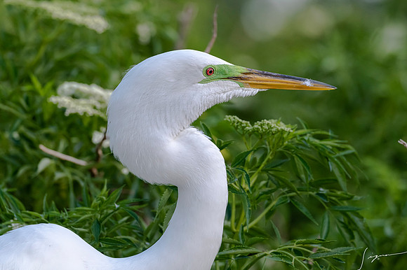 Gatorland20190413_0169