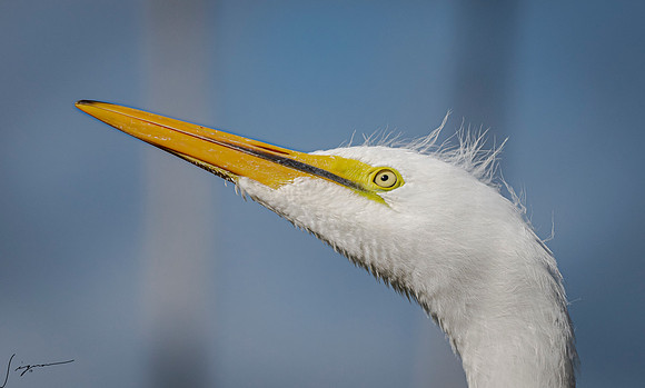 Gatorland20190413_0640