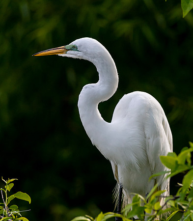 Gatorland20190413_1320