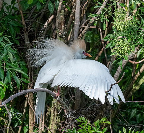 Gatorland20190413_0460