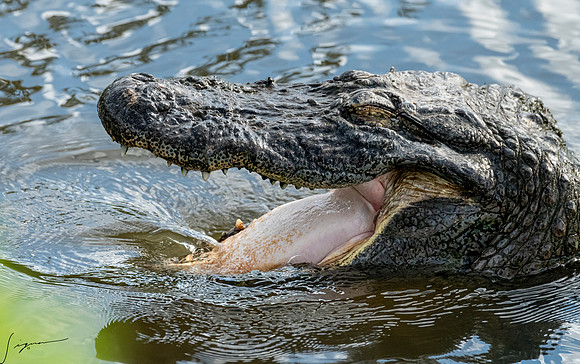 Gatorland20190413_0731