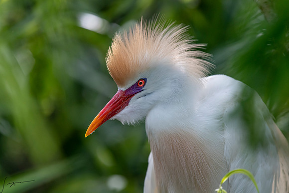 Gatorland20190413_1126
