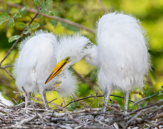 Gatorland20190413_0340