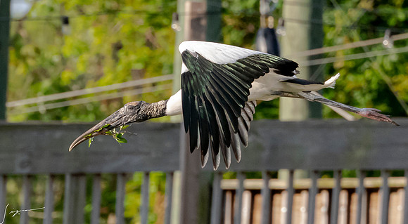 Gatorland20190413_0249