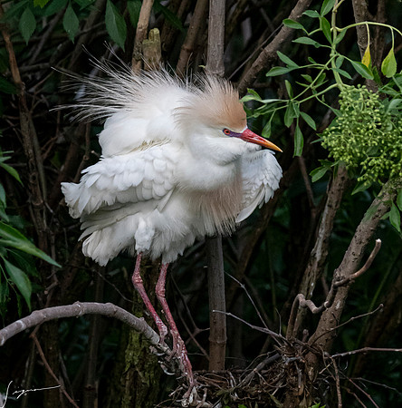 Gatorland20190413_0374