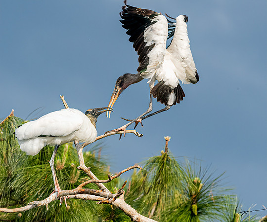Gatorland20190413_1292-Edit