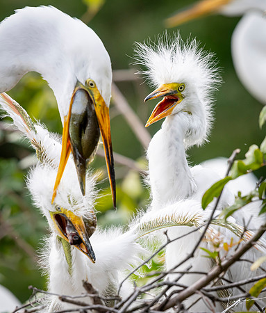 Gatorland20190413_1881