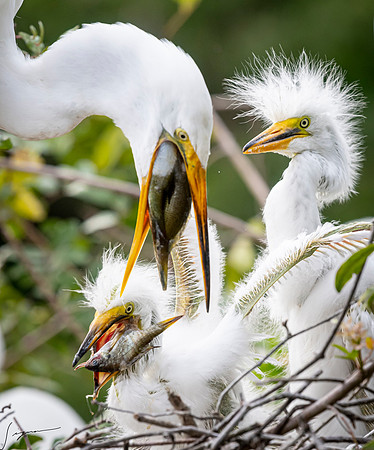 Gatorland20190413_1888