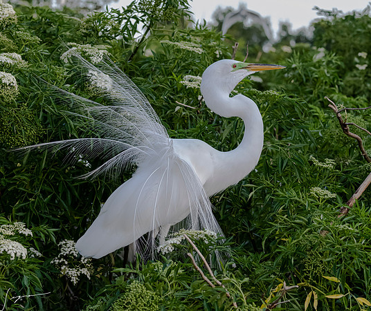 Gatorland20190413_0159
