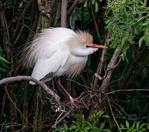 Gatorland20190413_0375