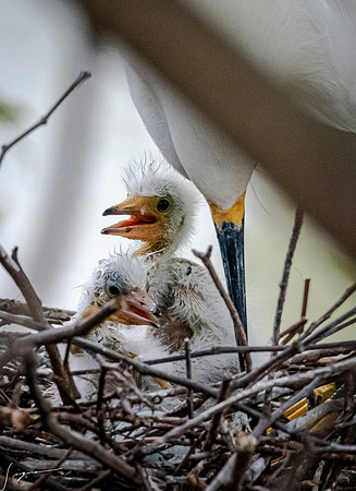 Gatorland20190413_0617