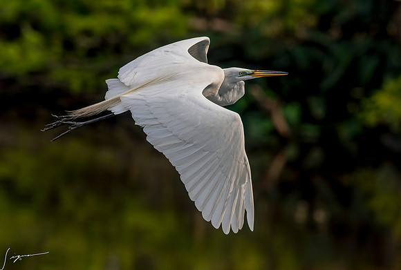 Gatorland20190413_1372-Edit