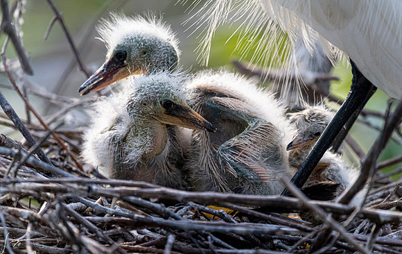 Gatorland20190413_1754