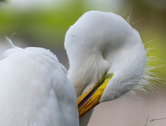 Gatorland20190413_0857