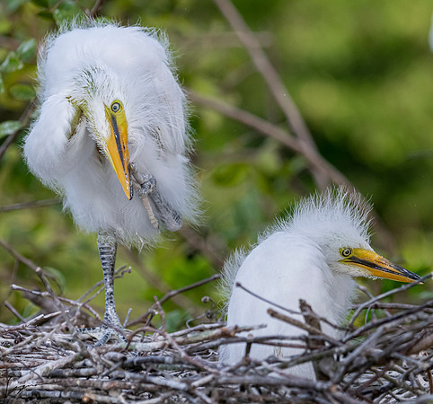 Gatorland20190413_0356