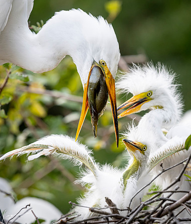 Gatorland20190413_1889