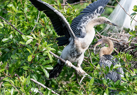 VeniceRookery20190401_1032