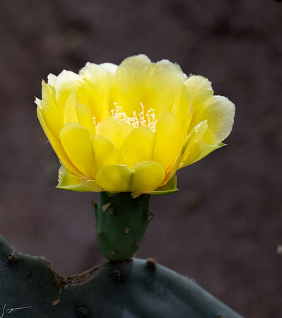 DesertMuseum20220503-25-Edit