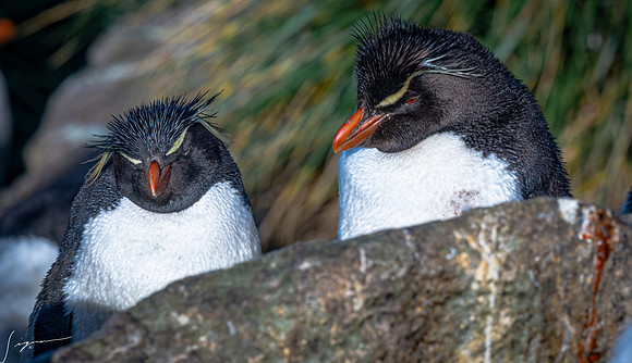 Rockhopper Penguin FalklandIslandsWestPointIsland20200316_0949