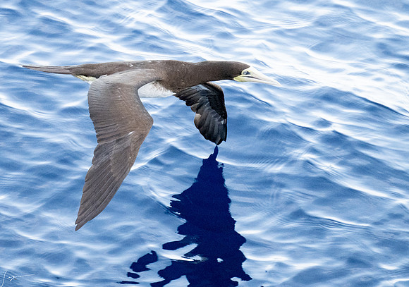 20250108SeaDay_2617