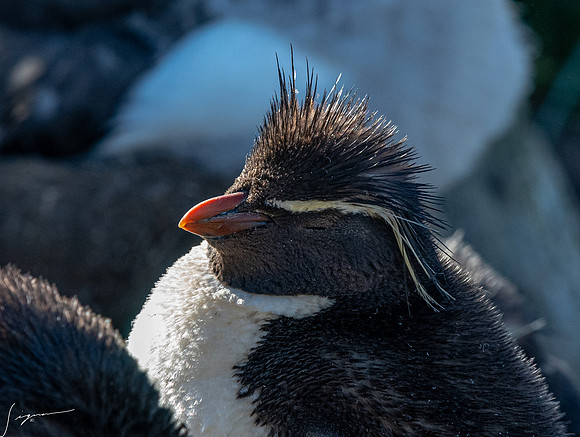 Rockhopper Penguin FalklandIslandsWestPointIsland20200316_0196