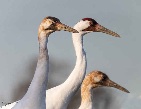 Whooping Crane  _DSC1237