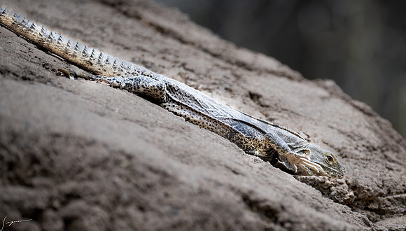DesertMuseum20220503-50-Edit