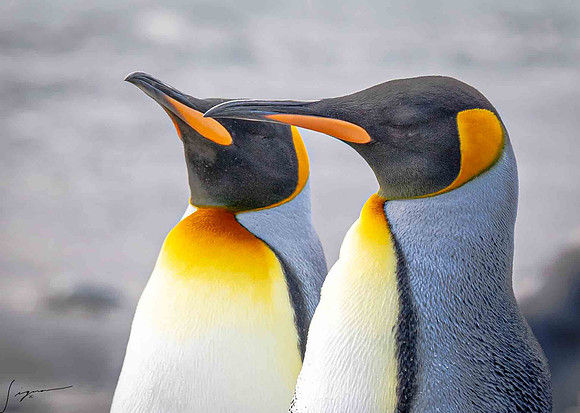 King Penguin SouthGeorgiaFortunaBay20200311_0146