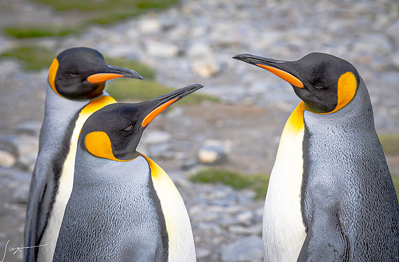 King Penguin SouthGeorgiaFortunaBay20200311_0087