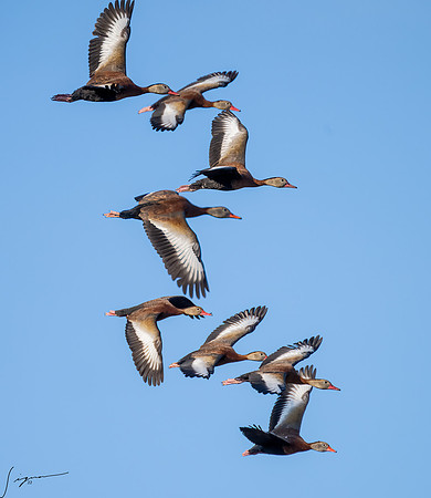 Black-bellied Whistling Duck     _DSC0245-Edit