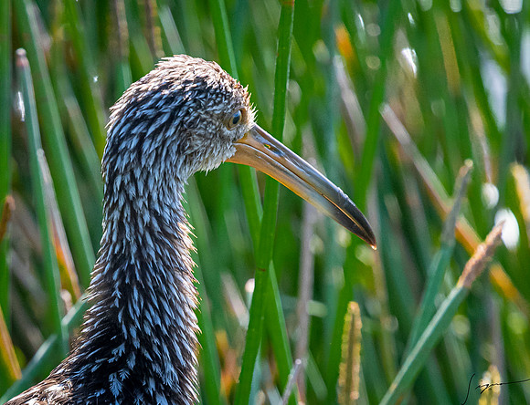 Limpkin SarasotaCeleryFields20190328_0025