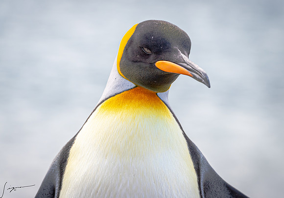 King Penguin SouthGeorgiaFortunaBay20200311_0162