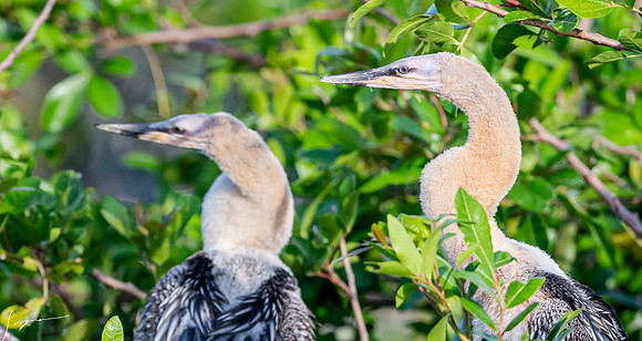 AnhingaImmatureVeniceRookery20190401_0319