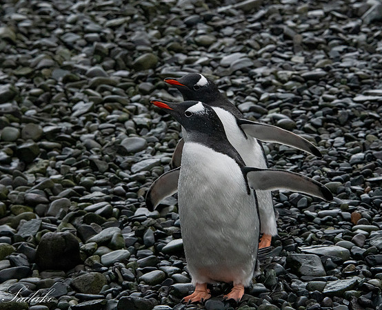 Gentoo Penguin Falkland Islands_DSC2806