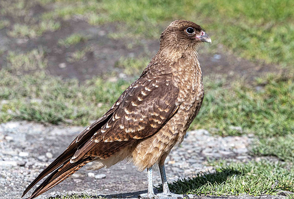 Chimango Caracara Tierra del Fuego National Park Ushuaia20200302_0286