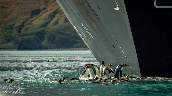 King Penguin South Georgia_DSC4332