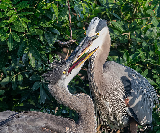 GreatBlueHeronchicksVeniceRookery20190401_0027