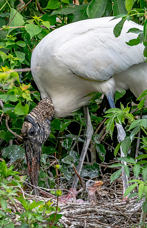 NorthLakesNestingArea20190408_0705