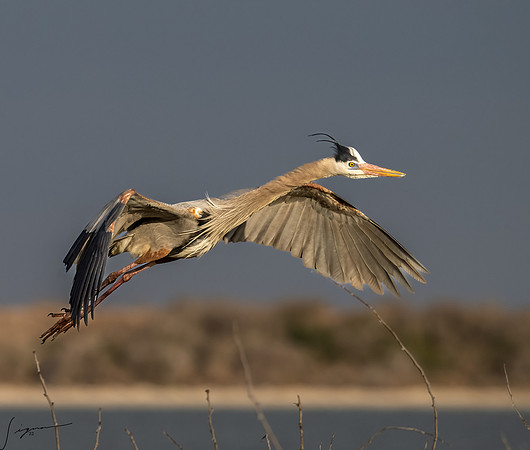 Great Blue Heron   _DSC0381-Edit