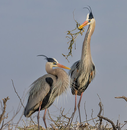 Great Blue Heron _DSC0419-Edit