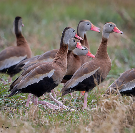 Black-bellied Whistling-Duck     _DSC9429-Edit