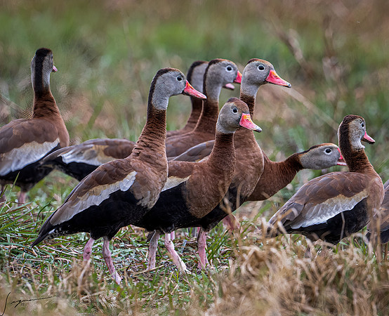 Black-bellied Whistling-Duck     _DSC9433-Edit