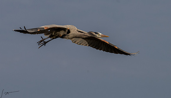 Great Blue Heron _DSC0388-Edit