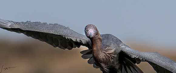 Reddish Egret   _DSC1439-NEF_DxO_DeepPRIME