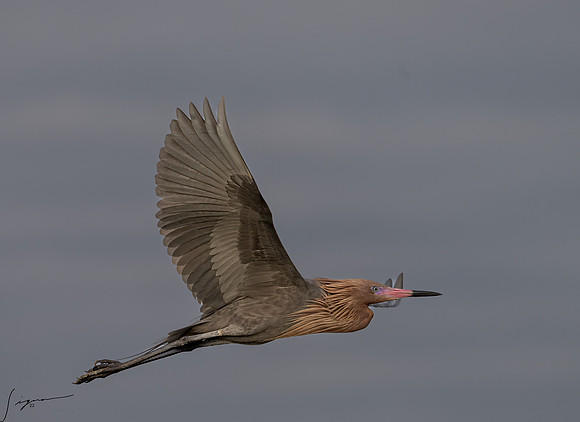Reddish Egret      _DSC0585-Edit